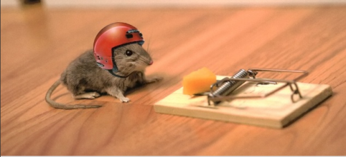 [Image: mouse-with-helmet1.png?w=500]